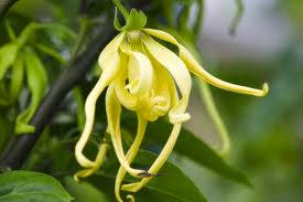 YLANG YLANG OIL - Essential Oils